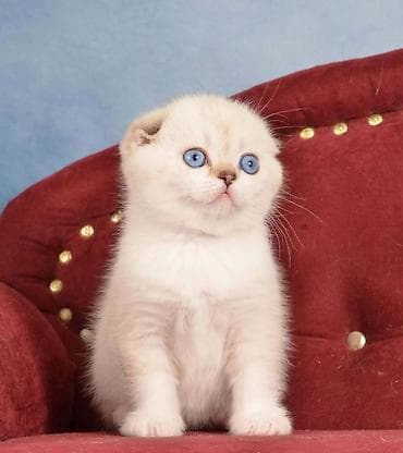 Şotland yastı qulaq