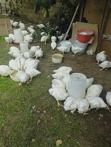 Деревенская курица Курица Тушка