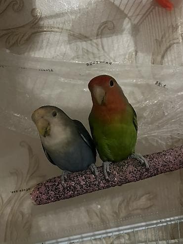 popugay satisi: Məhsul: Sevimli papuqay cütlüyü – Agapornis (Lovebird) Təsvir: -bir — 4