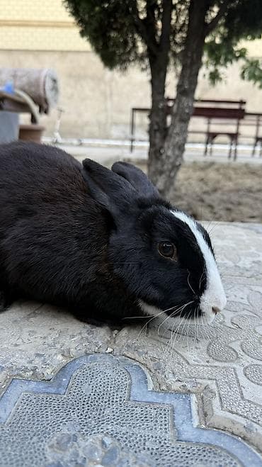 heyvanlar: Saglam, qara heyet dovşani 🐰 — 6