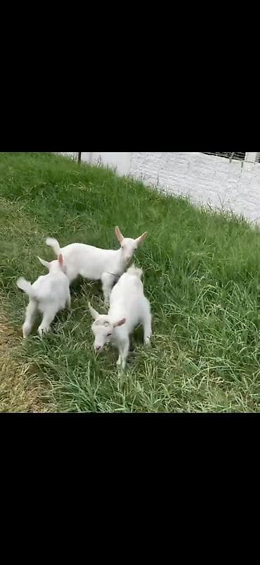 cins ineklerin satisi: Keçi ekiz balali di iki balası var ikinci qarına dogub — 2