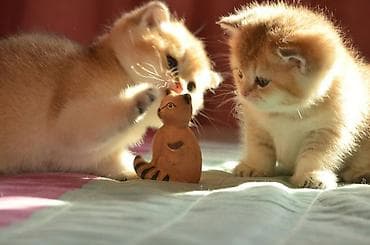 ag pişik: Открыта бронь на британских котят золотого окраса. Котята — 2