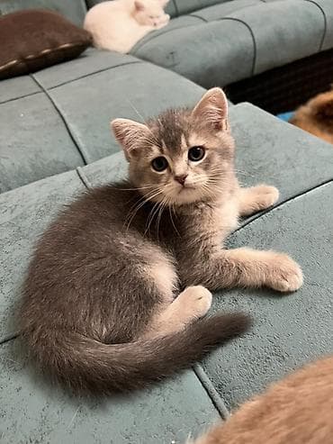 bala pişiklər: Britan, Erkək, Yaxşı əllərə, Ödənişli çatdırılma — 2