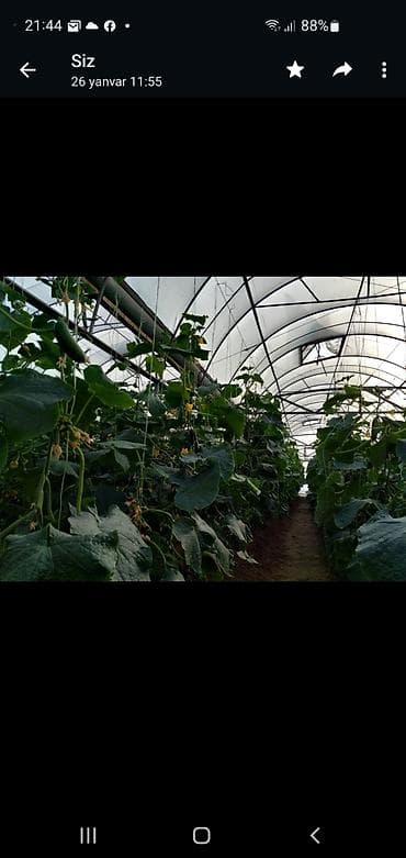 sarayda kiraye ev: 3 otaqlı, 2100 kv. m, Kredit var, Orta təmir — 10