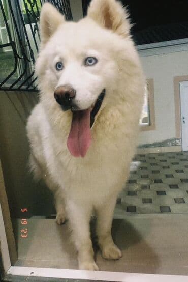 сколько стоит щенок акита ину: Хаски, 3 годa, Самец, С прививками, Самовывоз — 1