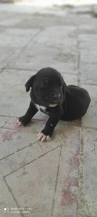 cani corso: Kane-Korso, 1 ay, Dişi, Peyvəndli, Ünvandan götürmə — 2