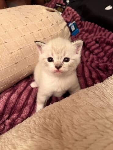 кошки на продажу: Şinşilla, Dişi, Erkək — 7