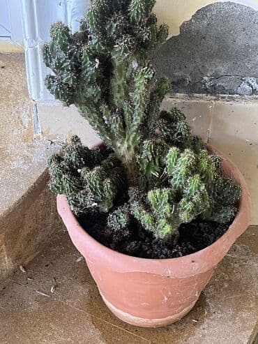 продажа комнатных растений: Her nov guler var endirimnen verecem Gencedi istiyen yazsin satiş — 38