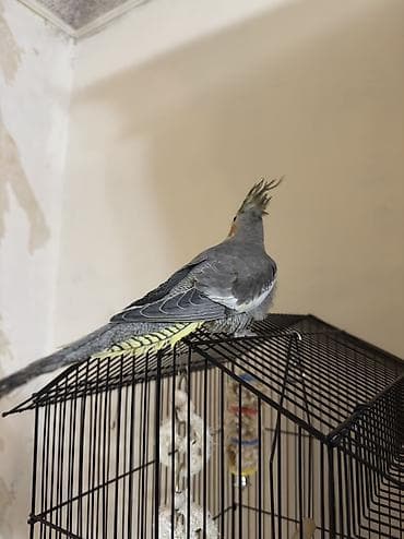 AĞCABƏDİ RAYONU ÖZ YETİŞDİRDİYİMİZ BALALAR CÜTÜ İKİ ƏDƏD ERKƏK 20azn