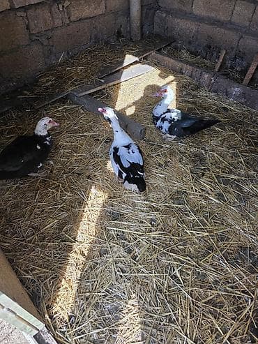 Ləpələr: Lal örədək Yumurtası — 2