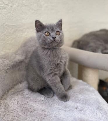 pişik şəkili: Şotland, Dişi, Erkək, Ünvandan götürmə — 16