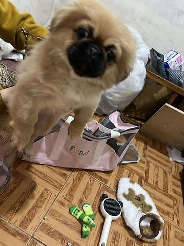 it elanları: Pekines, 4 ay, Dişi, Peyvəndli, Ünvandan götürmə, Ödənişli çatdırılma — 2