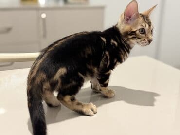 pişik qabları: Benqal — 8