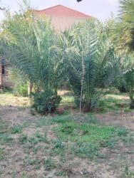 Buket güllər: Başlıq: Endrim Palma ağacları satılır Təsvir: Endrim palma ağacları – — 1