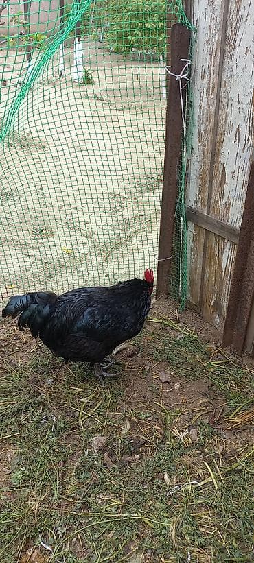 şabo xoruzu: Məhsul: Qara xoruz 1 ədədi 60 manat.8 aylıq.Cavandır. Təsvir: - Tam — 2