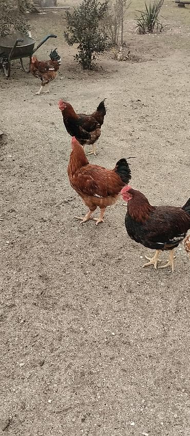 K/t heyvanları və malları: Toyuq, Ətlik — 7