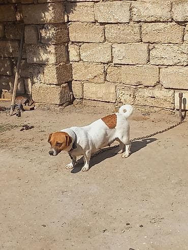 Cek rassel teryer, 2 il, Dişi