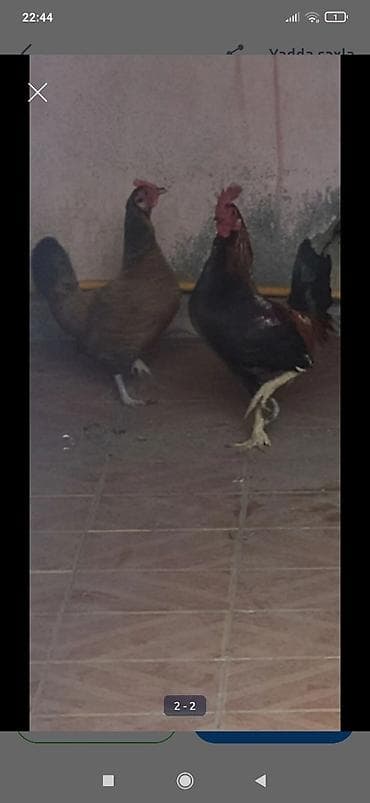 Toyuq, Damazlıq, Ünvandan götürmə