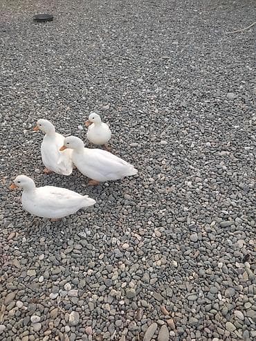 bulbul quşu haqqinda melumat: Kalduk ördəyi,keçən il olan balalardı,2 xoruz 2 fərədi,tam sağlam — 3
