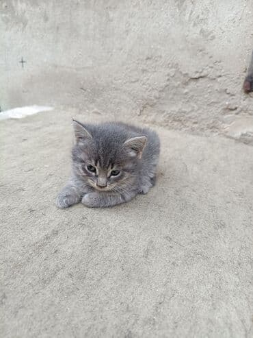 pişiy balası: Dişi, Yaxşı əllərə, Ödənişli çatdırılma — 1