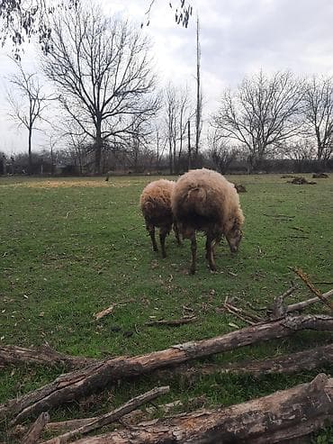 Akvariumlar: Şişək satılır bala verməyib — 5