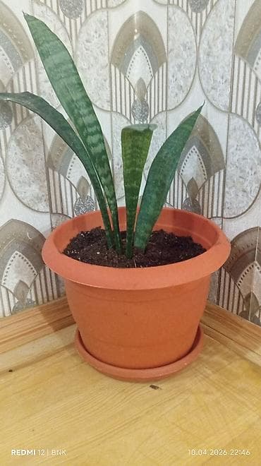 dibcek gulleri magazasi: Sansevieria (Qaynanadili) otaq bitkisi - Növ: Sansevieria trifasciata — 1