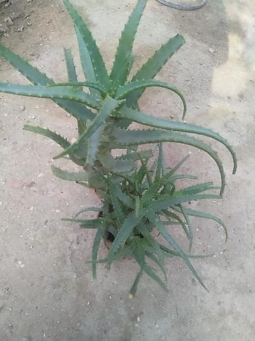 алоэ вера купить: Aloe vera (sukkulent) – dekorativ və çoxillik bitki - Növ: Aloe vera — 1