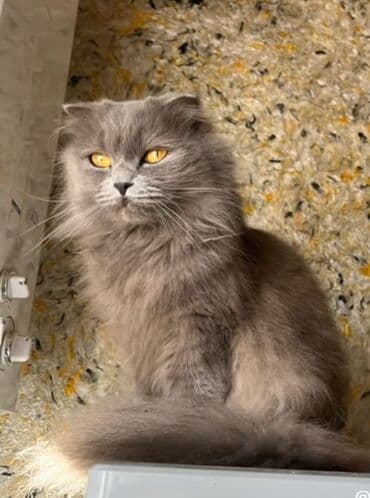 pişik pulsuz: Şotland uzun tüklü, Dişi, Ünvandan götürmə — 1