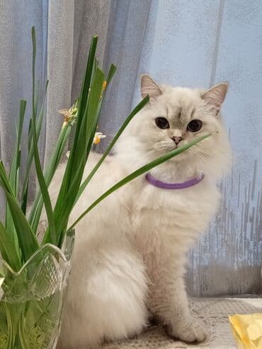 Lincoln: ÖZ PARODASI İLƏ CÜTLƏŞDİRİLİR TƏMİZ ŞİNŞİLA OLSUN QARIŞIQ OLMASIN — 3