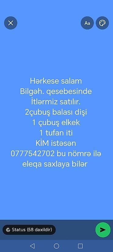 pudel it cinsi: Bilgəh qəsəbəsində itlər satılır: - 2 ədəd Çubuş balası (dişi) - 1 — 1