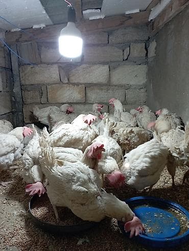 at satsi: Toyuq, Broyler, Ətlik — 3