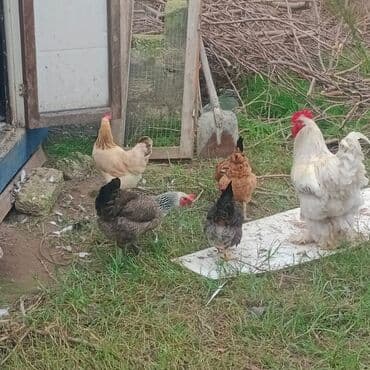 Кошки: Курица, Brama, Для разведения — 2