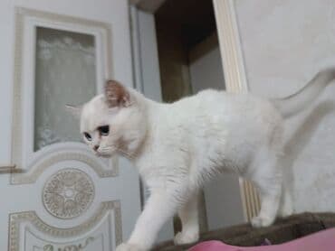 Аквариумы: Шиншилла, Самка — 3