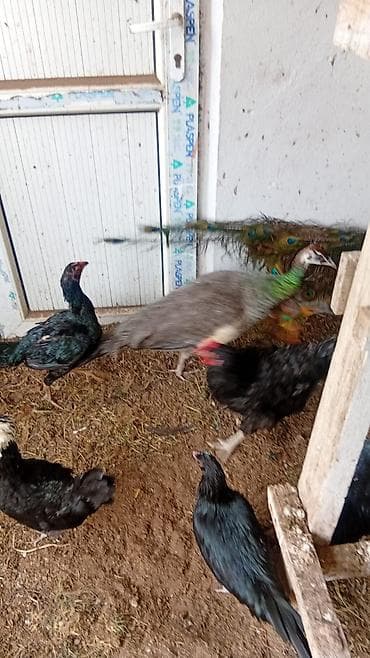 sirin pisik balalari: Tovuz quşu cütü – hind tovuzquşu ərkeyi qanad açıb mayada yumurtaya — 2