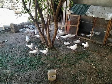 sumqayit goyercin: Məhsul: Ev göyərçinləri (dekorativ/uçuş üçün müxtəlif cins və rənglər) — 4