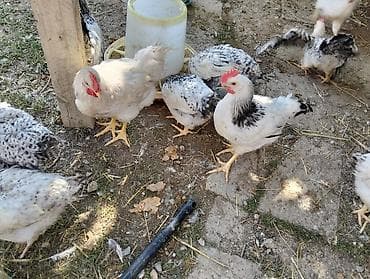 quşlar: Çolpa satılır 8 m 
diri çəkisi 1.4kg təmizlənmiş halda isə 9m — 2
