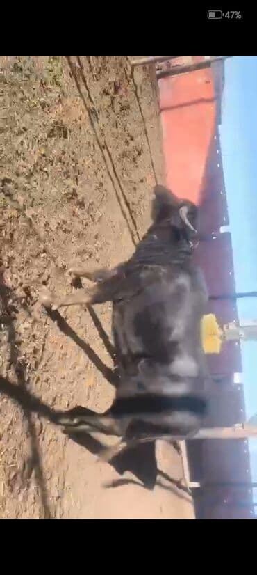 Toyota: Qisir camisdi 2700 azn — 3