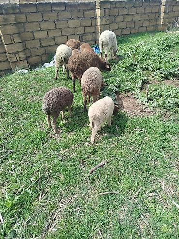 Quzu və gənc qoyun sürüsü - Rəng çeşidi: ağ, qəhvəyi və qarışıq