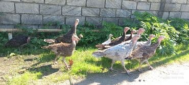 ingilis setter it cinsinin digər adı: Erkək, Damazlıq — 6