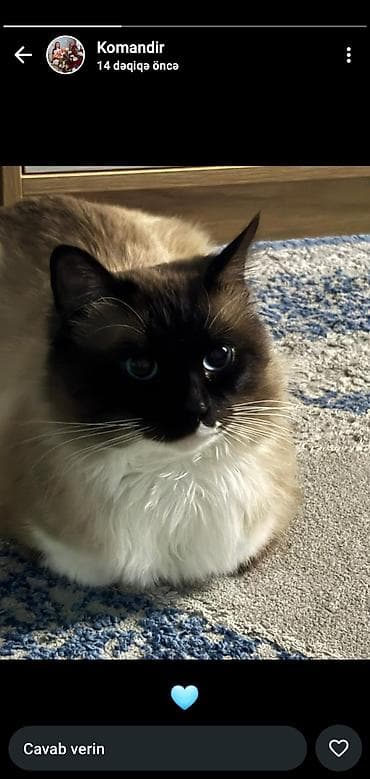 pisik ucun daraq: Siam — 2