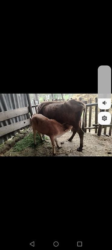 iri buynuzlu heyvan: Dişi, il: 7, Südlük, Ünvandan götürmə — 3