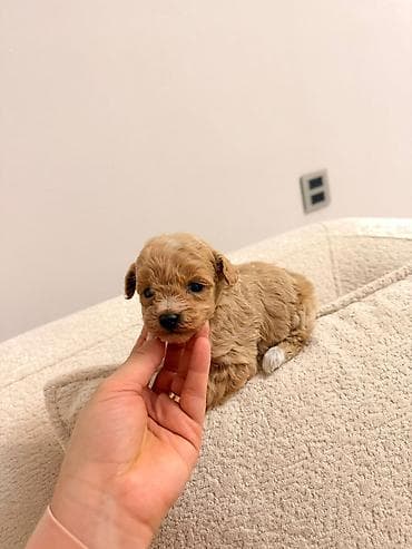 balaca quzular: Tam saglam gozel balalar satilir. isdenilen yerde yoxladib götürə — 2