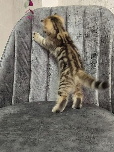 pişik cutlesdirmek: Britan — 3