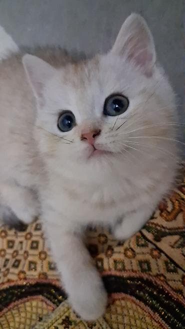 su pişiyi: Qızıl şinşilla, Dişi, Yaxşı əllərə, Ünvandan götürmə, Ödənişli çatdırılma — 2