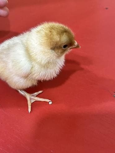 ordək cucəsi: Məhsul: 🐥 Təzə çıxmış kənd cücələri satılır – say məhduddur! Təzə — 2