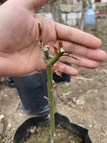 qizil gul toxumu: Dırmaşan qızılgül fidanları – tünd qırmızı/çəhrayı çoxçiçəkli sort — 4