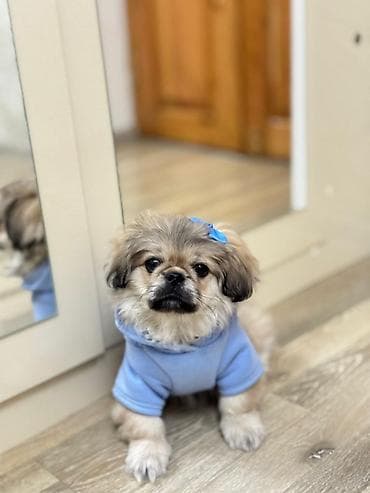 pekines it: Pekines bala 3 aylıq hərşeyi olunub.
Razılaşma yolu ilə — 1