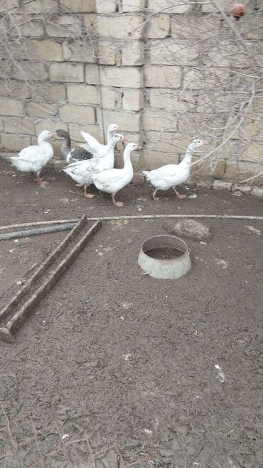 Digər heyvanlar: Qazlar satılır - Növ: ev qazı (ağ rəngli, aralarında bir-iki boz — 4