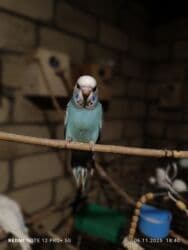 большая клетка для морской свинки: Dalmatin və müxtəlif rəng mutasiyalı dalğıç (büdcərigar) nimçələri - — 6