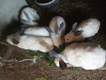 dekarativ heyvanlar: Kaliforniya m 2 xətdi.aprelin 14 üç ayları tamam olur.sec götür ünvan — 2